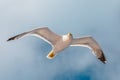 Flying European seagull