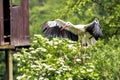 Flying European white stork, Ciconia ciconia in a german nature park