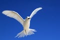 Flying Fairy Tern Bird Royalty Free Stock Photo