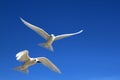 Flying Fairy Tern Birds Royalty Free Stock Photo