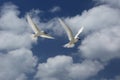 Flying Fairy Tern Birds Royalty Free Stock Photo