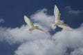 Flying Fairy Tern Birds Royalty Free Stock Photo