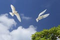 Flying Fairy Tern Birds Royalty Free Stock Photo