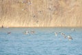 Flying Falcated Duck