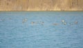 Flying Falcated Duck