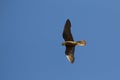 Flying Falcon Royalty Free Stock Photo