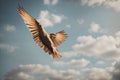 Flying falcon in the sky. Shot in Denmark, Scandinavia.