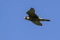 Flying female peregrine falcon nest at summer sunny