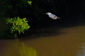 Flying female Ringed Kingfisher, Megaceryle Torquata, a large and noisy kingfisher bird, Pantanal, Brazil, South America