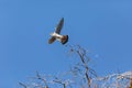 Flying female Southeastern American Kestrel falco sparverius paulus, with wings spread Royalty Free Stock Photo