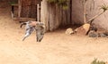 Flying Ferruginous Hawk Buteo regalis