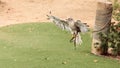 Flying Ferruginous Hawk Buteo regalis