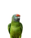 Flying festival Amazon parrot on white Royalty Free Stock Photo