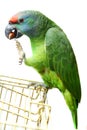 Flying festival Amazon parrot on white Royalty Free Stock Photo