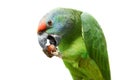 Flying festival Amazon parrot on white Royalty Free Stock Photo