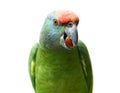 Flying festival Amazon parrot on white Royalty Free Stock Photo