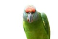 Flying festival Amazon parrot on white Royalty Free Stock Photo
