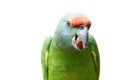 Flying festival Amazon parrot on white Royalty Free Stock Photo