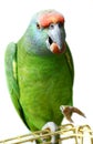 Flying festival Amazon parrot on white Royalty Free Stock Photo