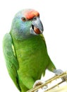 Flying festival Amazon parrot on white Royalty Free Stock Photo