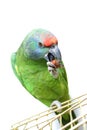 Flying festival Amazon parrot on white Royalty Free Stock Photo