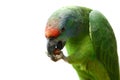 Flying festival Amazon parrot on white Royalty Free Stock Photo