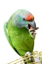 Flying festival Amazon parrot on white Royalty Free Stock Photo