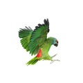 Flying festival Amazon parrot on white Royalty Free Stock Photo