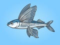 Flying fish pop art vector illustration Royalty Free Stock Photo