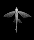 flying fish on black background, isolated