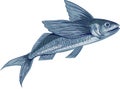 Flying Fish Drawing Royalty Free Stock Photo