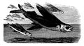 Flying fish in flight, vintage engraving