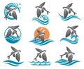 Flying fish illustrations set
