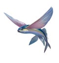 Flying fish jumping on whit Royalty Free Stock Photo