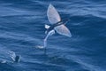 Flying fish species