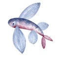 Flying fish watercolor illustration. Marine inhabitants of the underwater world. Royalty Free Stock Photo