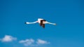 Flying Flamingo in Lake Chaxa near San Pedro de Atacama, Chile. Andean flamingo Phoenicoparrus andinus in flight, Chaxa Lagoon, Royalty Free Stock Photo