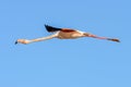 Flamingo Phoenicopteridae on a lake in camargue