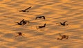 Flying Flamingos above the golden water of Lake Natron at sunset. Royalty Free Stock Photo