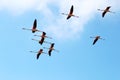 Flying flamingos in the Camargue, France Royalty Free Stock Photo