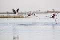 Flying flamingos at Nalsarovar, Gujarat, India.