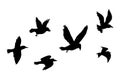 Flying flock of birds silhouette, Simple swallows in flight, crows in the sky. Group of birds border. Royalty Free Stock Photo