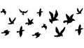 Flying flock of birds silhouette, Simple swallows in flight, crows in the sky. Group of birds border. Royalty Free Stock Photo