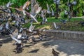 Flying flock of city pigeons doves against the background of a park on a sunny summer day in Kharkiv Ukraine. Many gray-brown