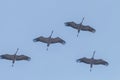 Flying flock of Common Crane Grus grus in flight blue skies, migration Royalty Free Stock Photo