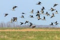 Flying flock of Common Crane Grus grus in flight blue skies, migration