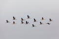 Flying flock Common Crane, Hortobagy Hungary