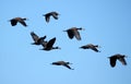 Flying Flock of Ducks