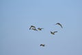 Flying flock ducks blue sky background