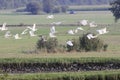 Flying flock of great egrets Royalty Free Stock Photo